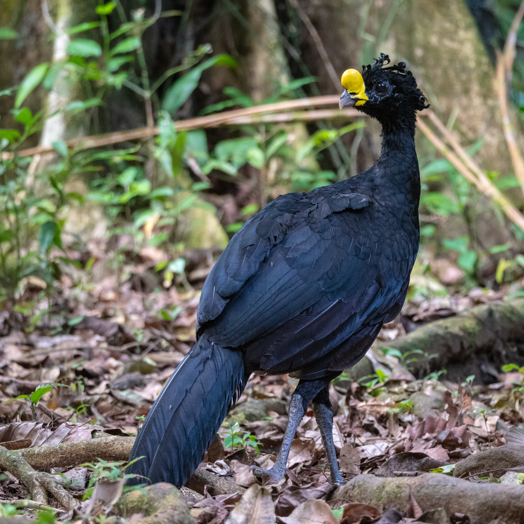 2021-03 - Costa Rica 095