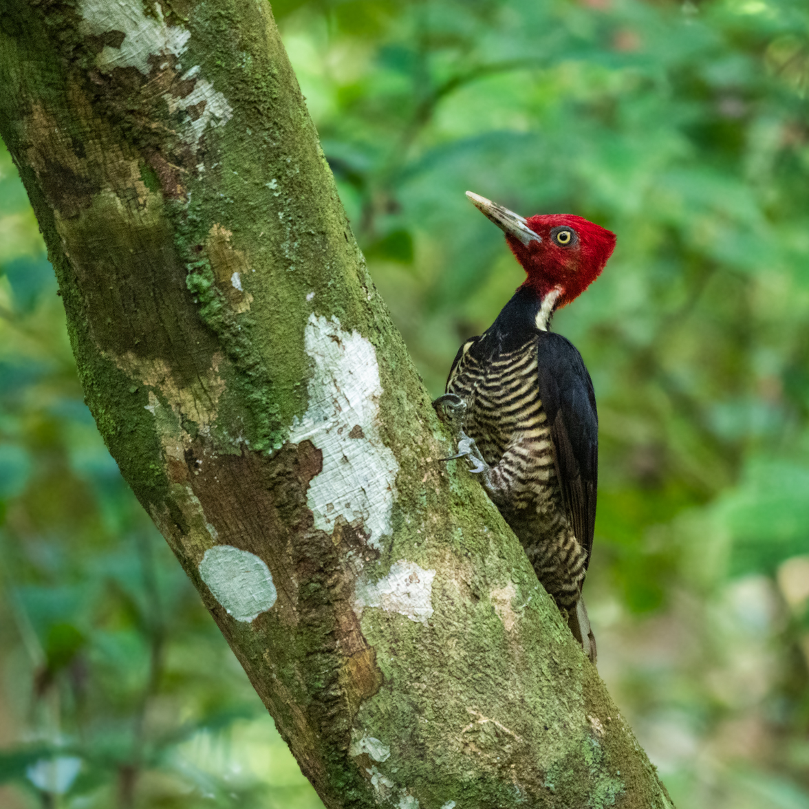 2021-03 - Costa Rica 096