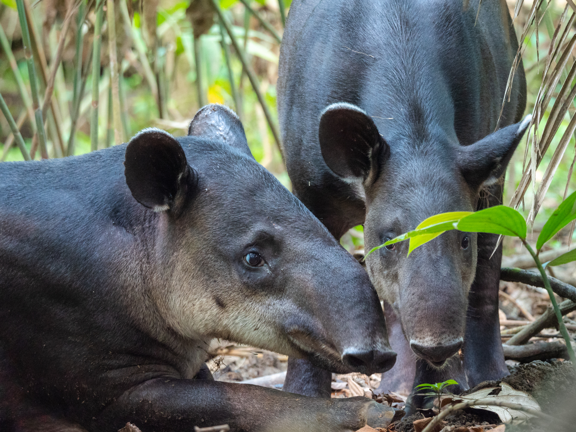 2021-03 - Costa Rica 100