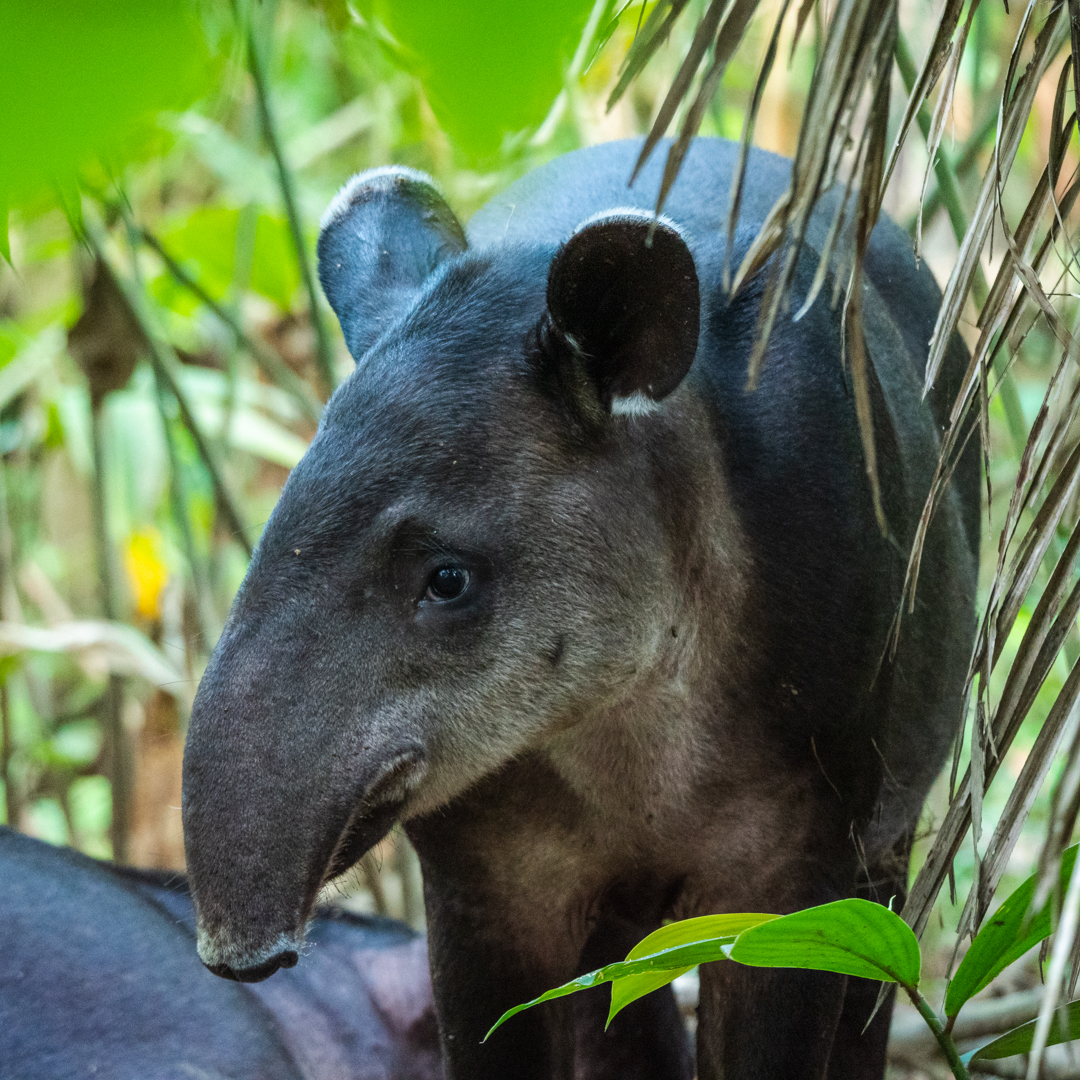 2021-03 - Costa Rica 101