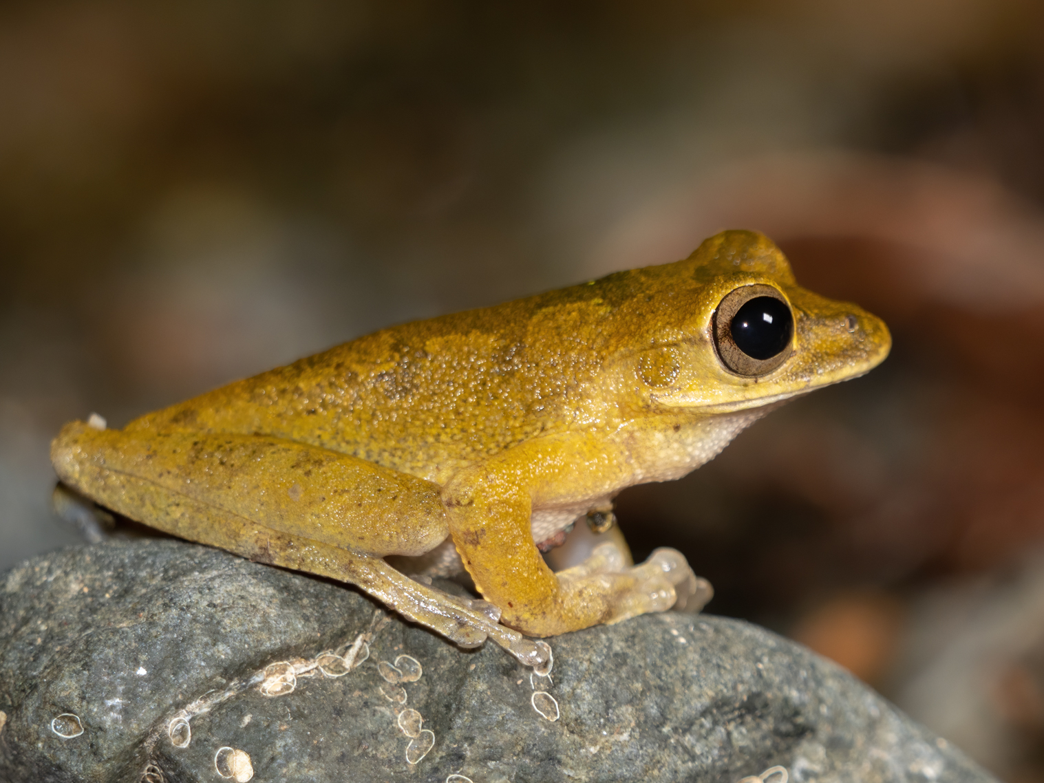 2021-03 - Costa Rica 127