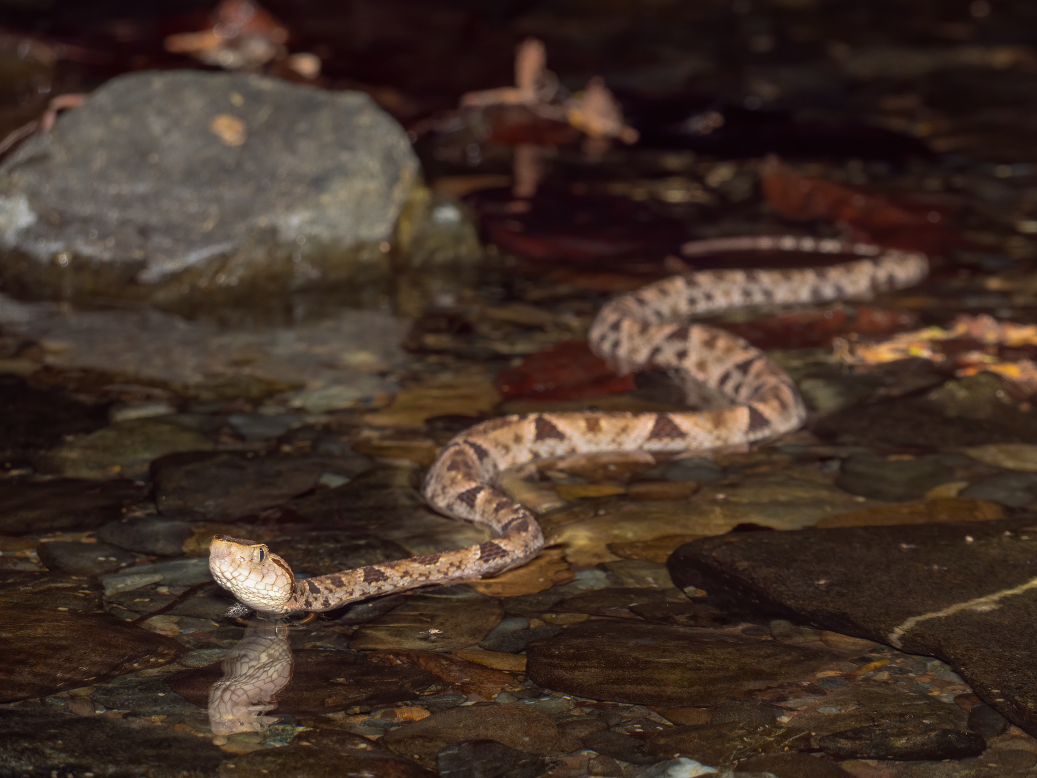 2021-03 - Costa Rica 129