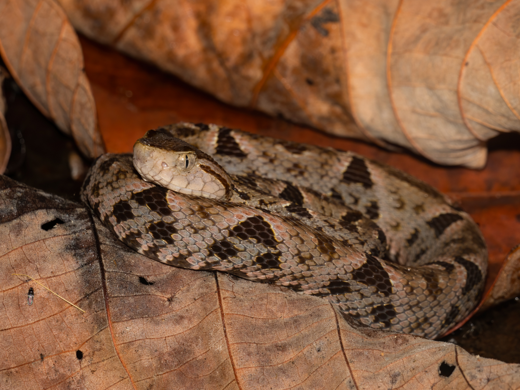 2021-03 - Costa Rica 130