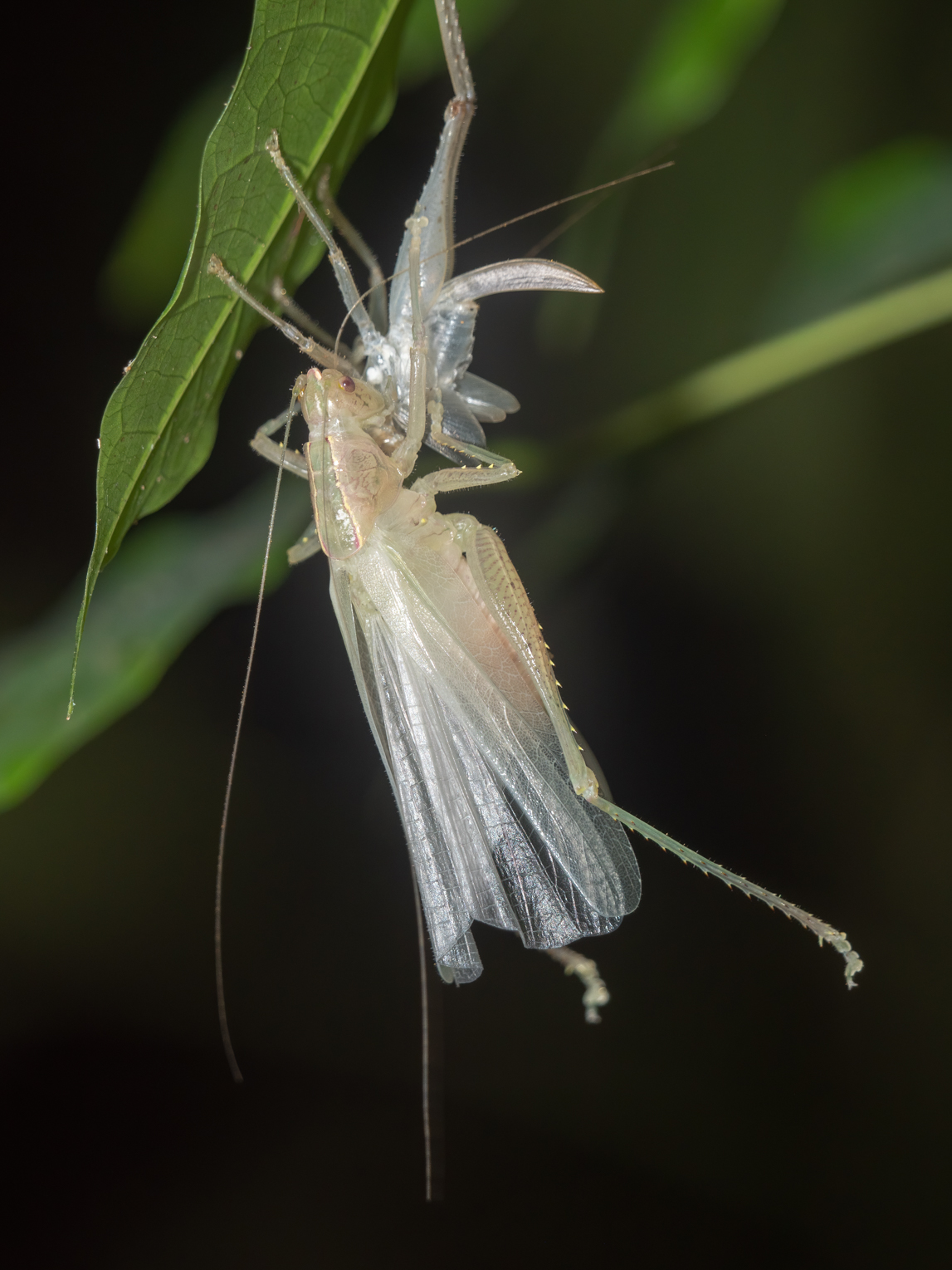 2021-03 - Costa Rica 133