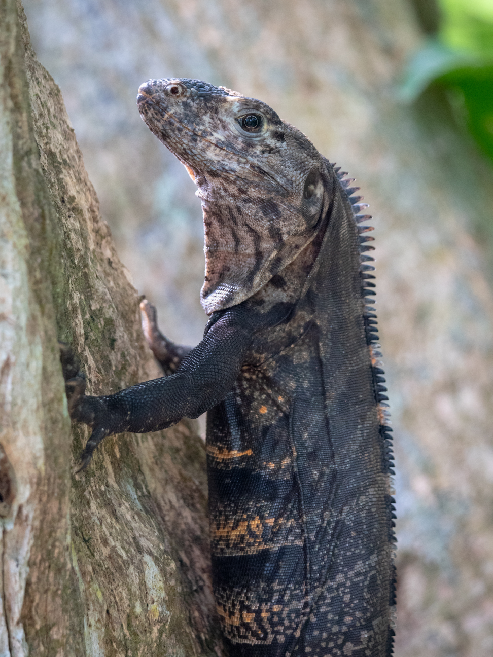 2021-03 - Costa Rica 136