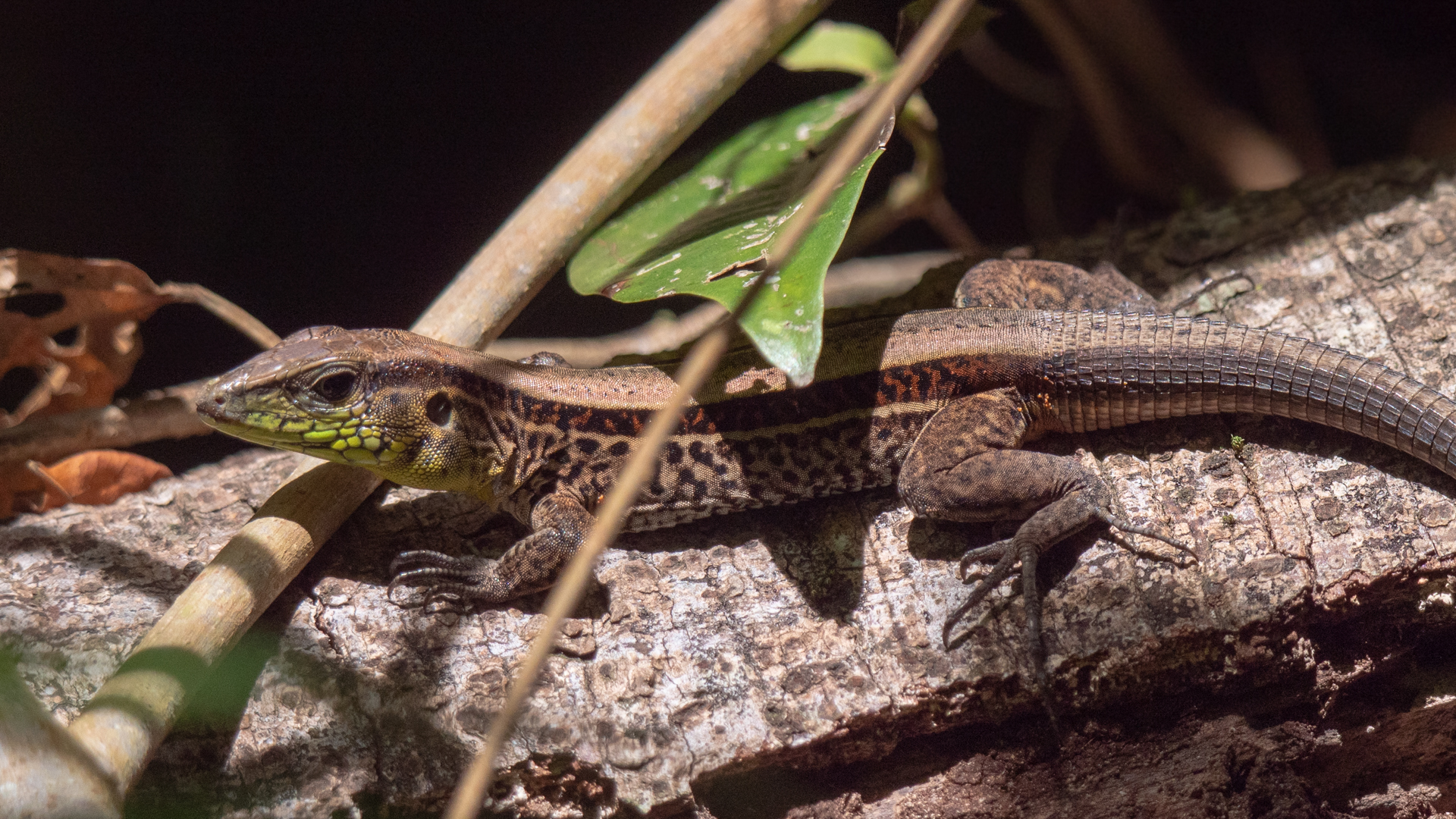 2021-03 - Costa Rica 148