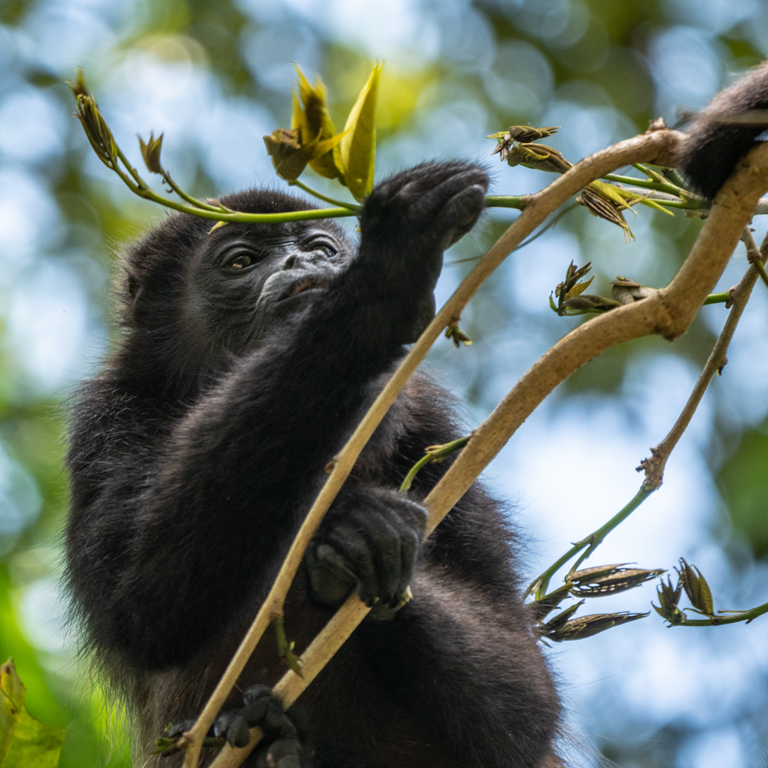 2021-03 - Costa Rica 149