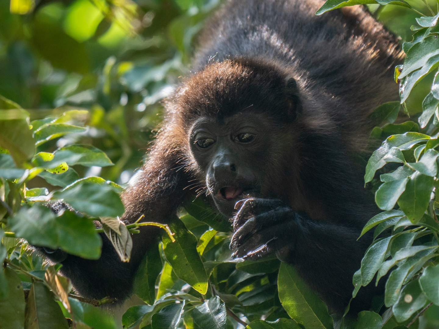 2021-03 - Costa Rica 150