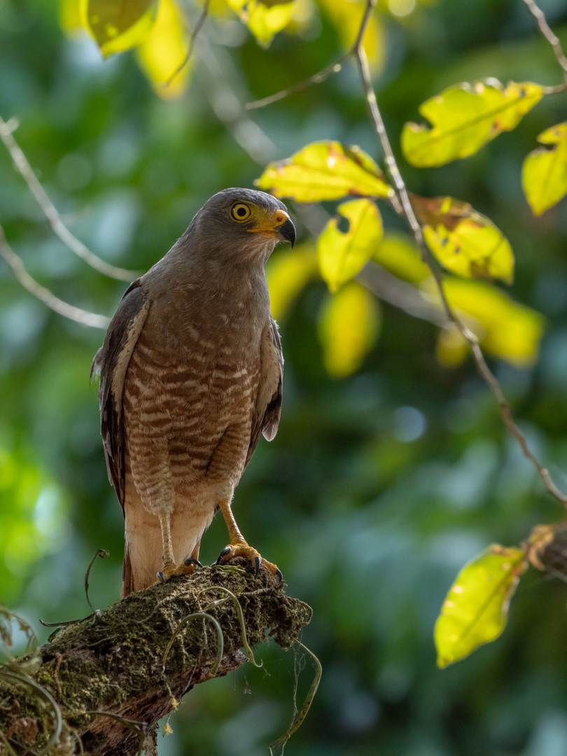 2021-03 - Costa Rica 154