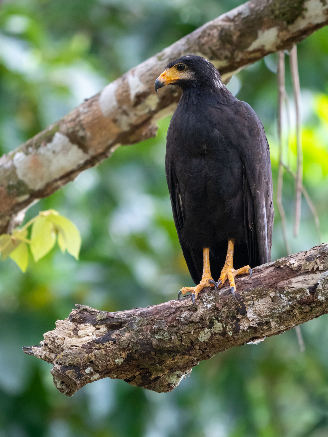 2021-03 - Costa Rica 157