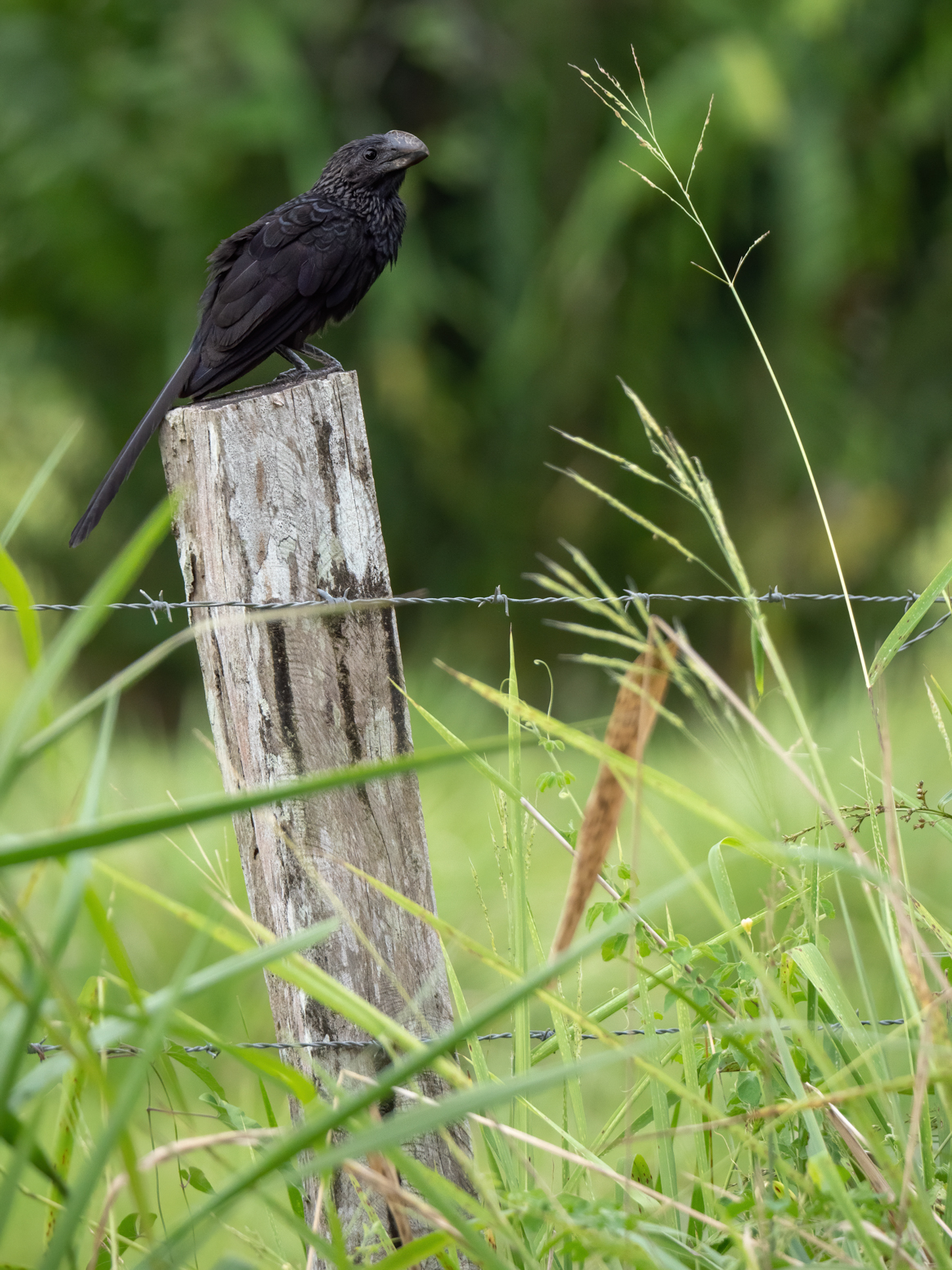 2021-03 - Costa Rica 159