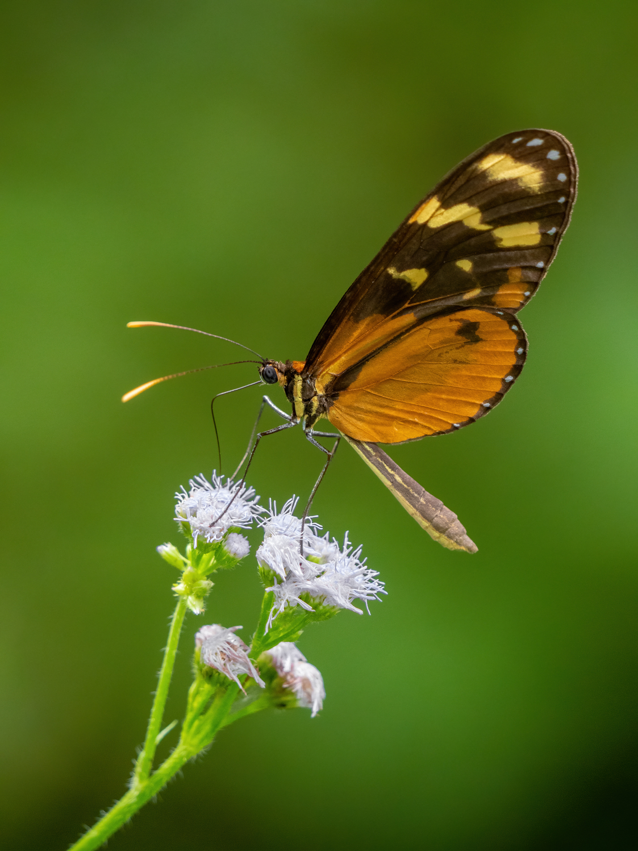 2021-03 - Costa Rica 170