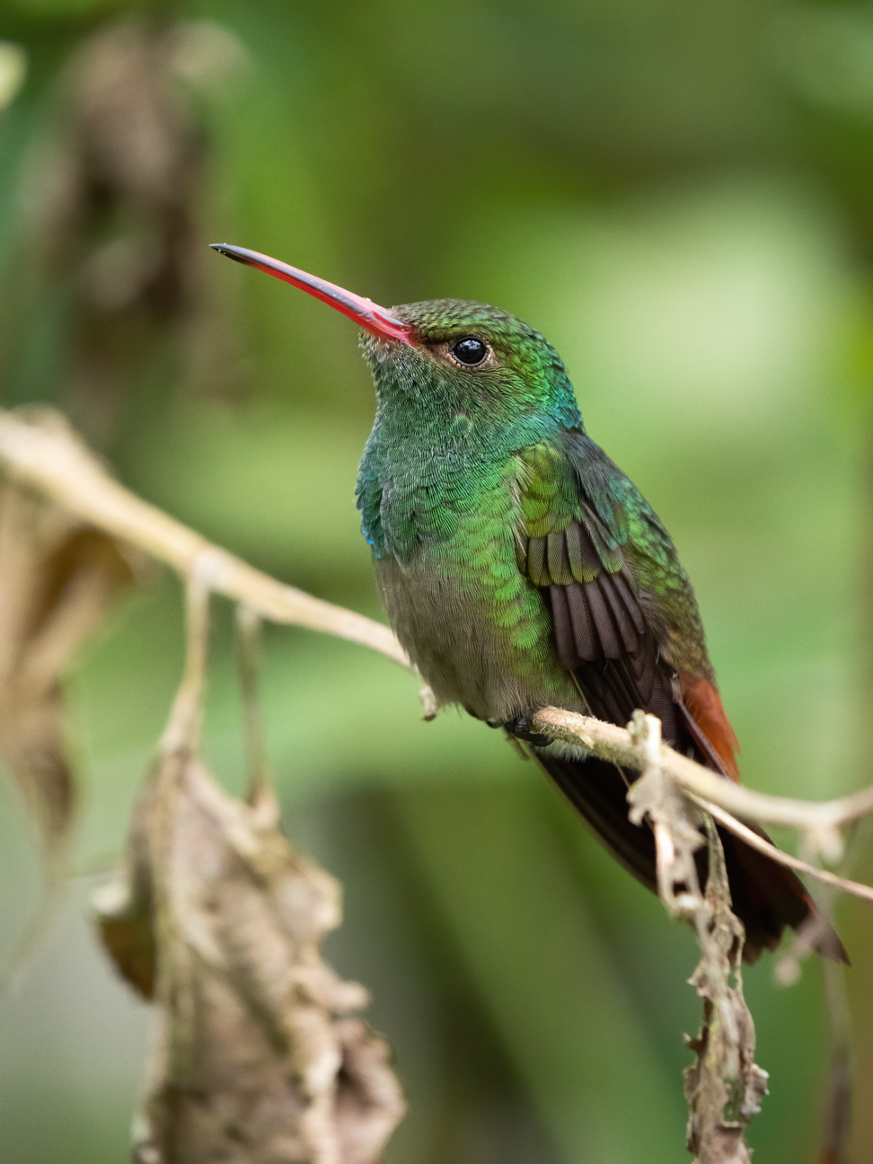 2021-03 - Costa Rica 171