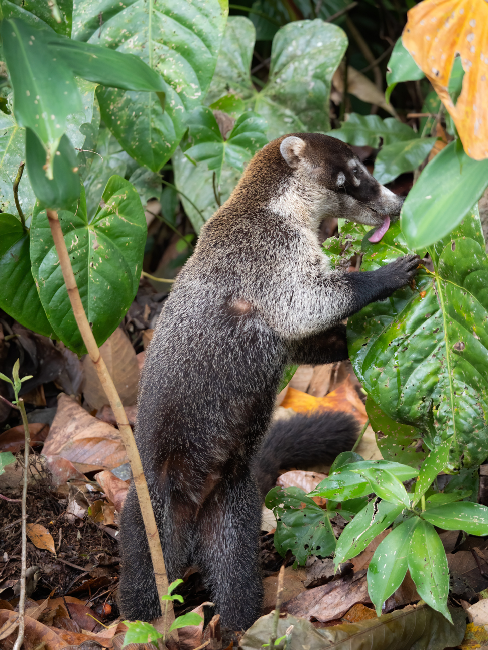 2021-03 - Costa Rica 173