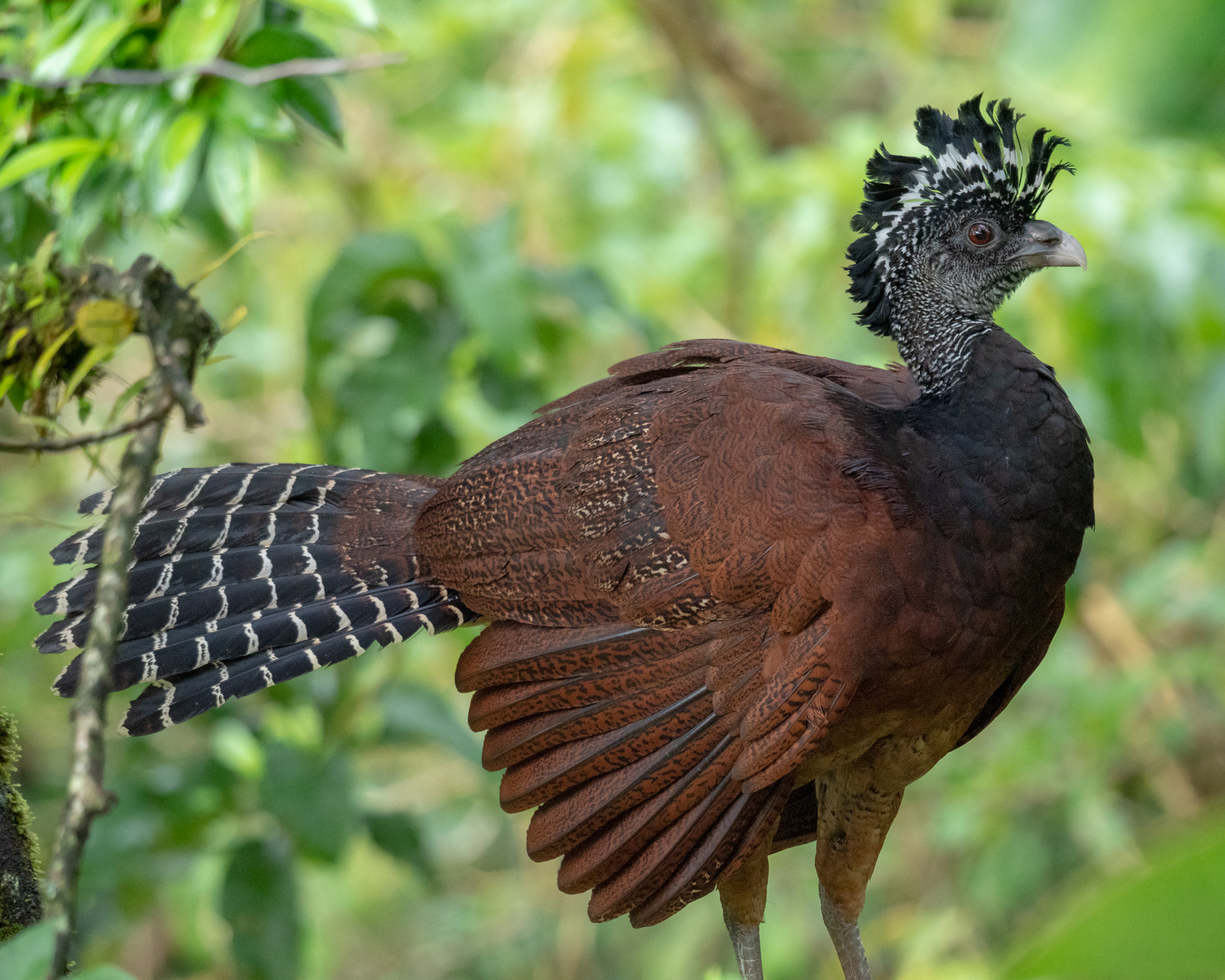 2021-03 - Costa Rica 180