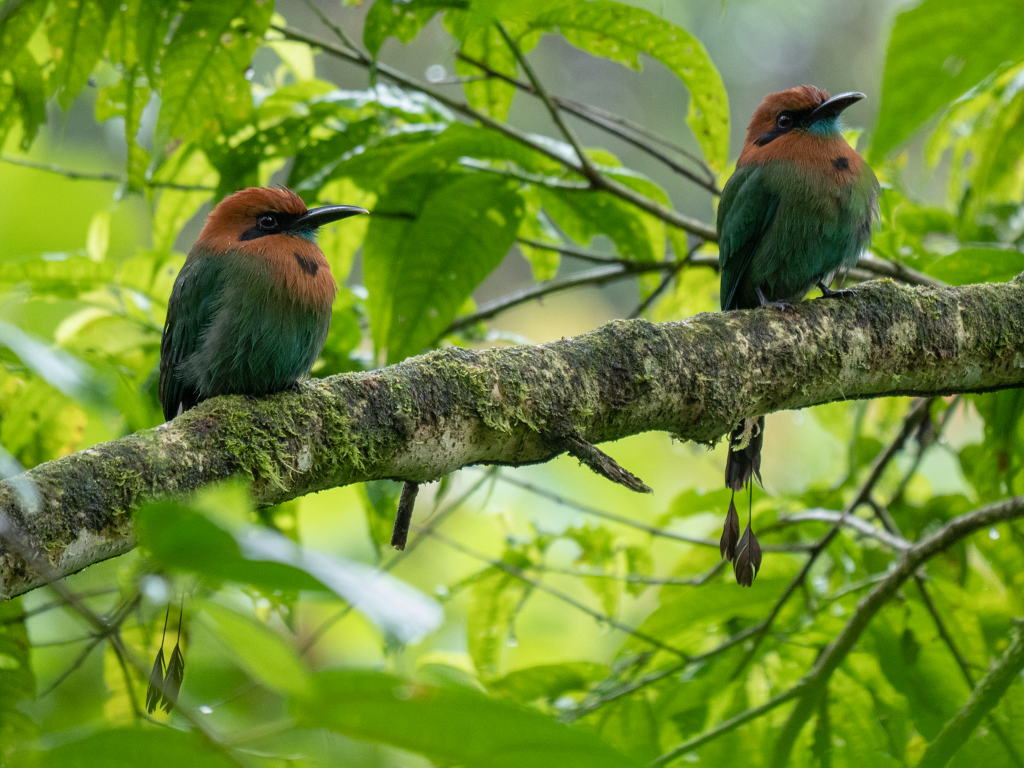 2021-03 - Costa Rica 190