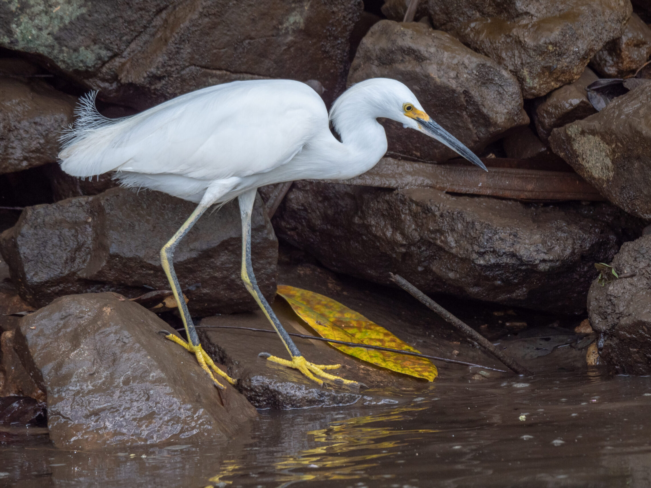 2021-03 - Costa Rica 202