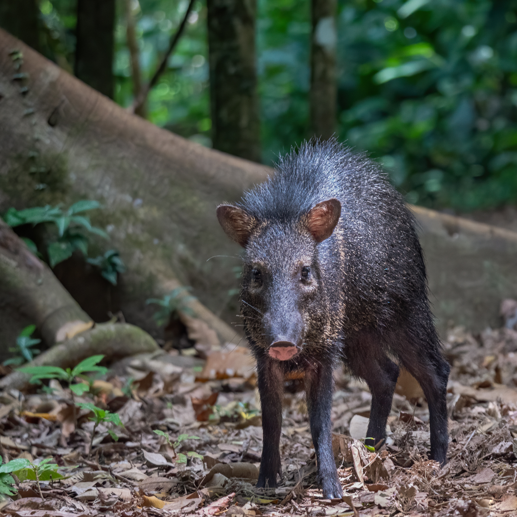 2021-03 - Costa Rica 204