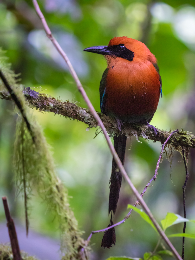 2021-03 - Costa Rica 210