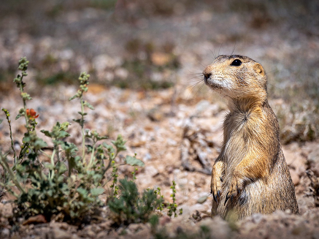 A prairie dog stands upright outside its burrow, surveying its surroundings in the high desert of northern Arizona.⁠
⁠
Prairie dogs regularly act as guards or lookouts for the rest of their colony, standing tall and scanning the surrounding environment for potential dangers such as predators. When a threat is detected, the individual emits a sharp alarm call that warns the rest of the colony to take cover, sending nearby prairie dogs diving into their burrow networks. Their colonies, known as towns, can be surprisingly large, with some historically spanning dozens or even hundreds of square miles. The hole this individual was standing in is just an entrance, as the underground network below may contain additional entrances, escape tunnels, and a variety of nesting, sleeping, and nursery chambers.⁠
⁠
I noticed this prairie dog while driving along a road within the Havasupai Reservation in northern Arizona after spending three days camping and hiking in the canyon below. This vigilant watchdog caught my attention enough for me to pull over and turn my car around. I spent a few minutes photographing it before continuing on my way, leaving it to watch over its colony in peace.