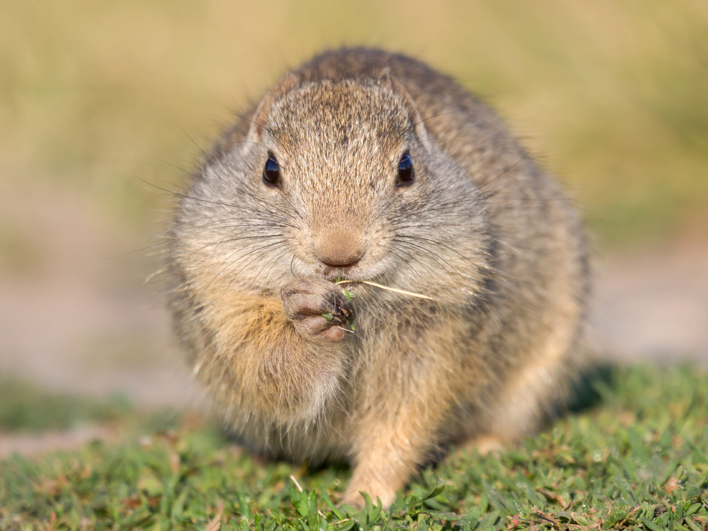 2020-07 - Grand Teton 009