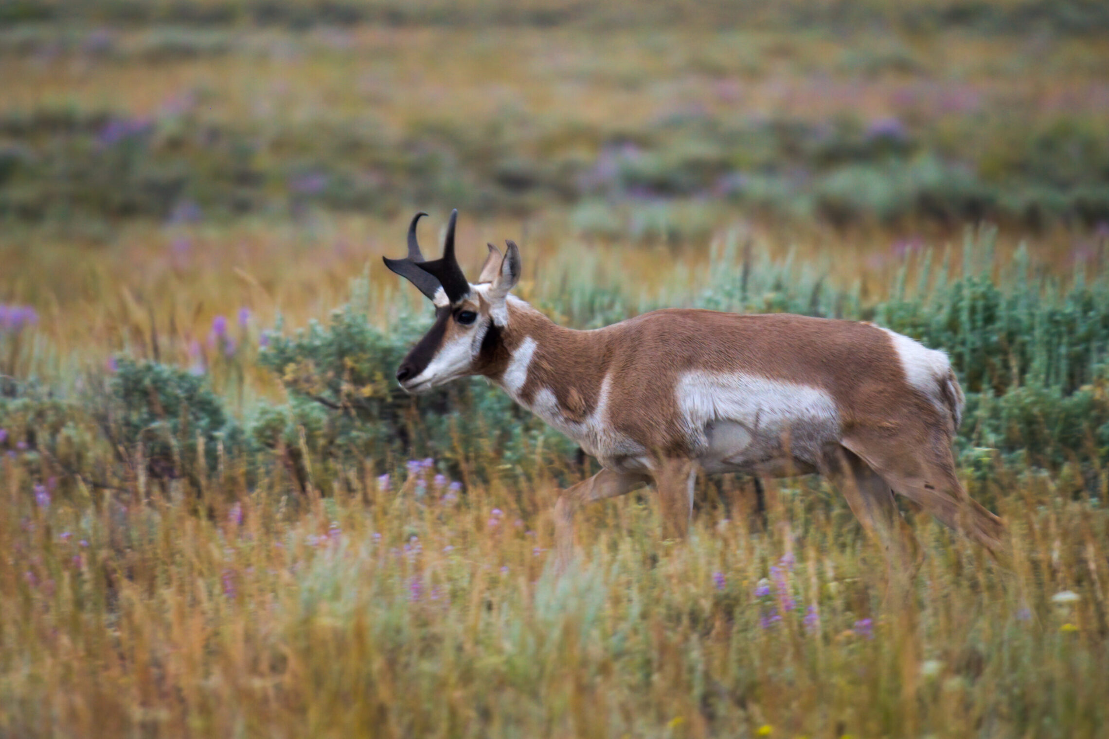 2020-07 - Grand Teton 013