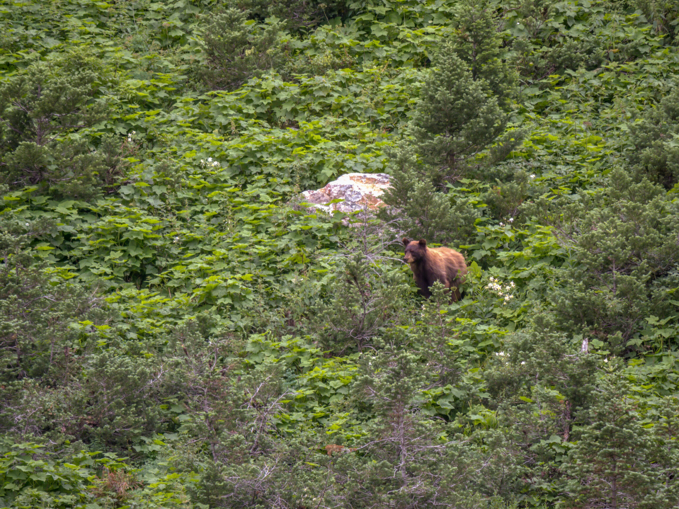 2020-07 - Grand Teton 016