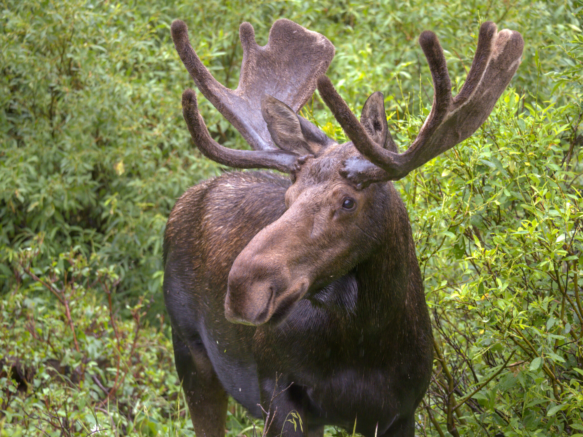2020-07 - Grand Teton 019