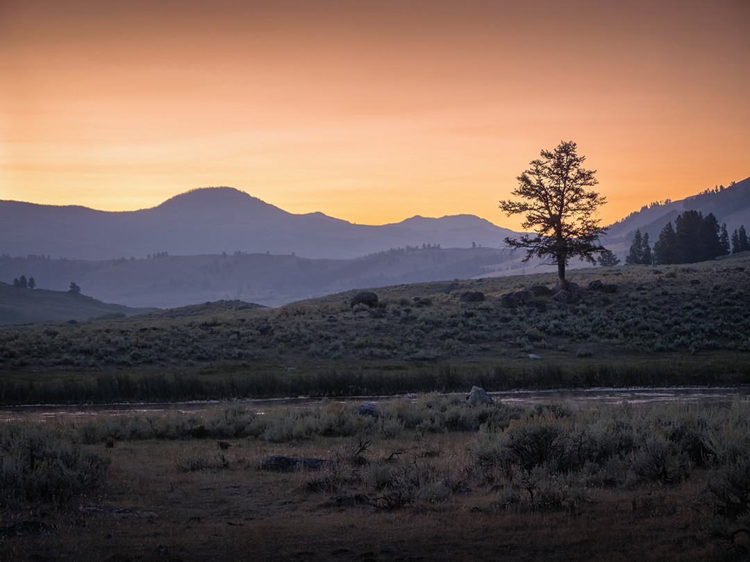 The sun begins to rise behind the rolling mountains and meadows inside the northern region of Yellowstone National Park, Wyoming.⁠
⁠
This photograph was taken early one morning while heading into Lamar Valley, an area rich in wildlife, rolling mountains, and sagebrush flats, all influenced and shaped by the Lamar River. The intent this morning was to arrive in Lamar Valley itself just after sunrise, as this is the prime time to witness wildlife there.⁠
⁠
Just before entering the valley, I pulled over to the side of the road at a small pond, as the rising sun was beginning to paint the hazy sky a warm peach color. This lone tree atop the hill caught my attention, and between the pastel sky, the layered depths of mountains in the distance, and the sagebrush-dotted foreground, I grabbed this quick photograph before proceeding onward, starting my morning alongside the wildlife found in this special place.