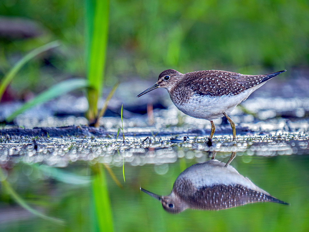 A solitary sandpiper foraging in the shallow waters of a pond in Massachusetts, while migrating through on its southward journey for the winter.⁠
⁠
Solitary sandpipers spend their summers breeding in Canada and Alaska, before returning to their winter homes across Central and South America. So, the only time you would see one in Massachusetts, like I did a couple of weeks ago, would be during their migration path. While migrating, they rarely fly during the day, preferring the nighttime to avoid predators. They spend their daytime resting and foraging in freshwater pools and woodland ponds, feeding on aquatic insects and small crustaceans. This allows them to build up the necessary energy they need to continue their massive journey down south.⁠
⁠
Most sandpipers migrate in flocks and forage amongst their fellow sandpipers. But, as their name suggests, solitary sandpipers prefer being and traveling alone. And alone this one certainly was, slowly walking through the edge of this pond in some conservation land near where I live. While walking past the pond, I noticed a bird I wasn’t used to seeing in this area. I carefully crept my way down to the murky banks of the pond, slowly lowering my camera to the surface of the water, taking a few shots before I carried on, letting this solitary sandpiper enjoy its time alone and in peace.