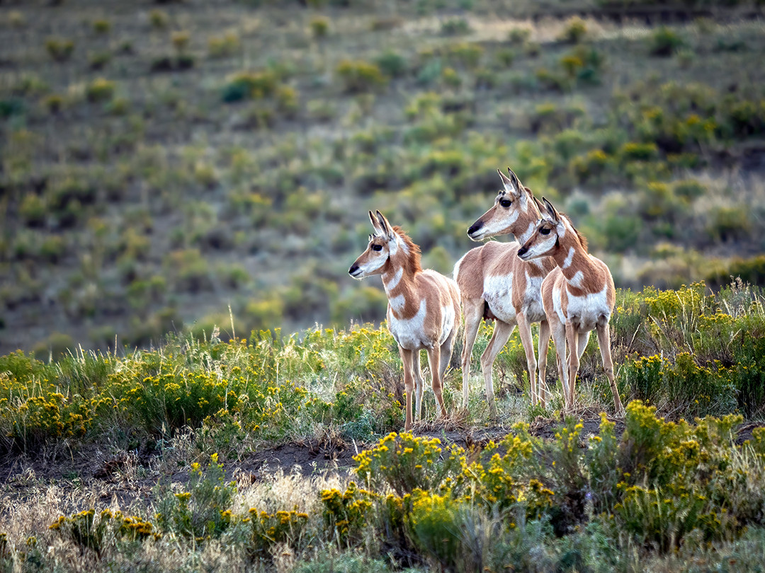 Three juvenile pronghorn pause on a ridge, alerted to something in the distance, within Lamar Valley in Yellowstone National Park, Wyoming.⁠
⁠
What may be a surprising fact is that pronghorn are actually the fastest land mammal in North America, capable of reaching speeds of up to 60 mph (97 km/h). In an area like Yellowstone, which is filled with predators, this speed can come in handy.⁠
⁠
Week old pronghorn are actually able to run up to about 30 mph (48 km/h), and juveniles like the ones in this photo can reach around 40-50 mph (65-80 km/h). The biggest predators to pronghorn in Yellowstone are coyotes and wolves, with coyotes achieving speeds up to 43 mph (69 km/h). So, while adult pronghorn should be outrun coyotes in a match of speed, younger pronghorn would have a harder time. Which is one of the reasons coyotes target young or weak pronghorn, as there is a higher probability of success.⁠
⁠
So, the fact that there was a coyote about 1/8 of a mile (0.2 km) away from the pronghorn in this photo gives good reason why these juveniles were on high alert. This ridge afforded them a better view of danger, allowing them to keep a close eye on what was lurking in the distance.