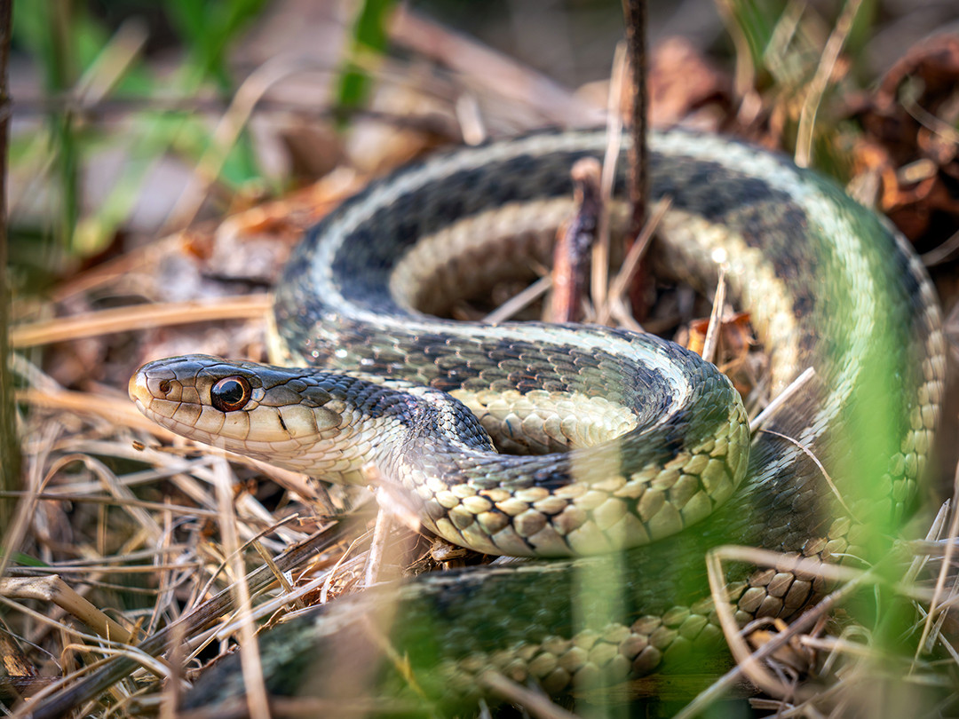 An eastern garter snake basking in the sun of a field still bare from winter, on a warm spring evening in Western Massachusetts.⁠
⁠
Eastern garter snakes are one of the most widespread and commonly encountered snakes in North America. And the most common reason you might encounter one? Because it needed some heat. Garter snakes (and snakes in general) are ectothermic, meaning they rely on external heat sources to regulate their body temperature, which is even more critical in spring because ground temperatures are still cool from winter, leading to snakes needing to bask in the sun more frequently.⁠
⁠
I took this photo three days ago while walking the trails of some local conservation land near me, something I try to do at least a few times a week. While walking through a field that is normally tall and thick with plants, its early-spring bare status not only provided this snake a perfectly exposed area to absorb the sunlight, but also made spotting a basking snake much easier.